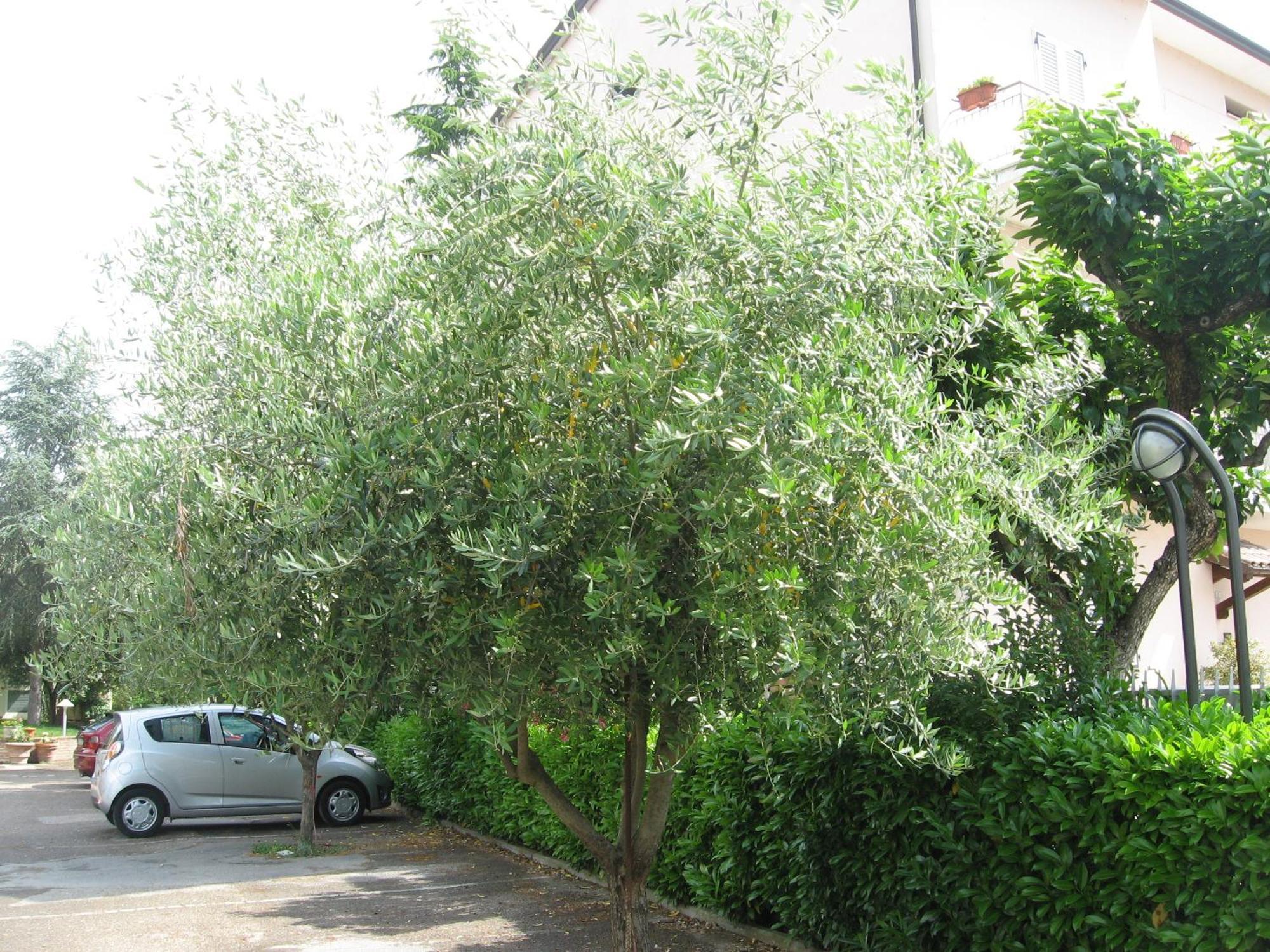 Campiglione Hotel Assisi Exterior photo
